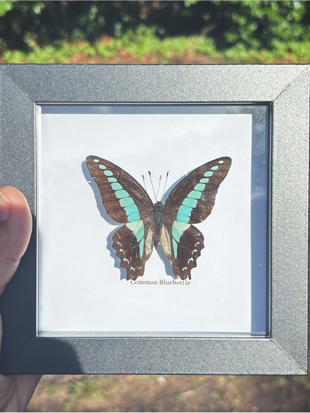 🦋Real Bluebottle Butterfly Frame - Picture 2 of 2